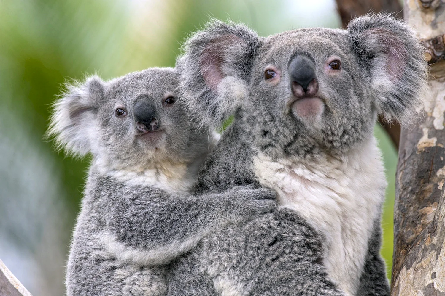 Семейство коал