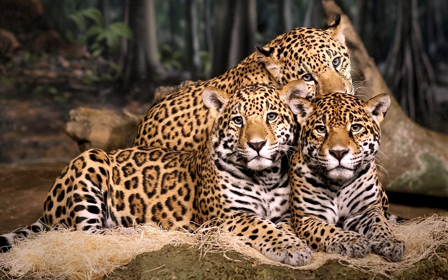 Семейство кошачьих Ягуар