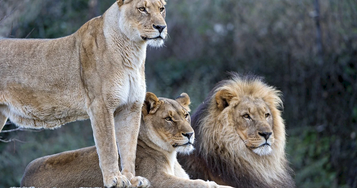 Семейство кошачьих Лев