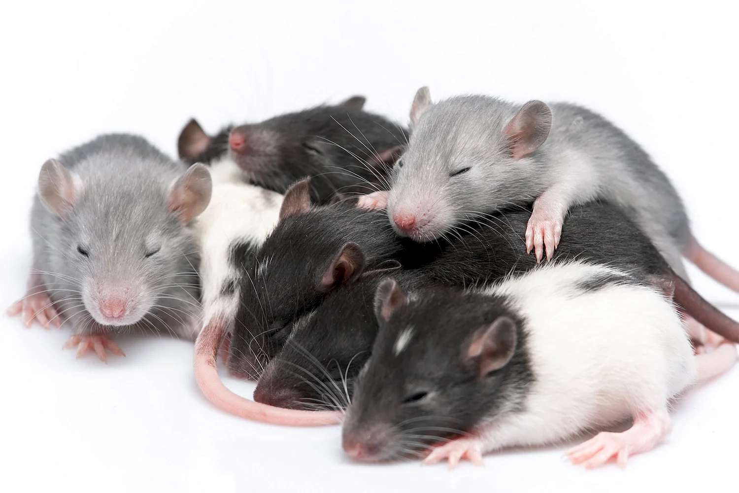 Семейство крыс