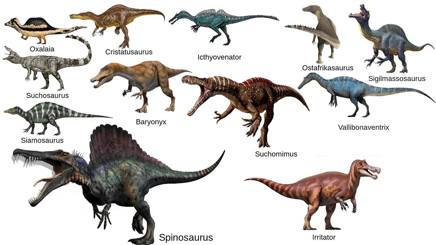 Семейство спинозавридов