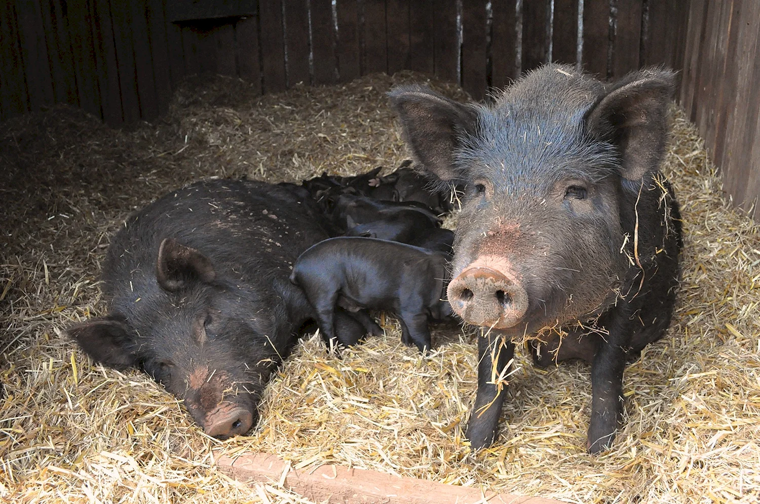 Семейство свиней
