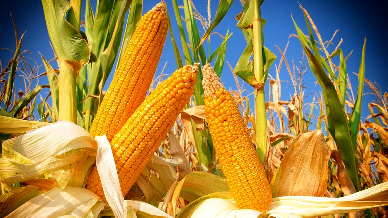Семеноводство сортов кукурузы