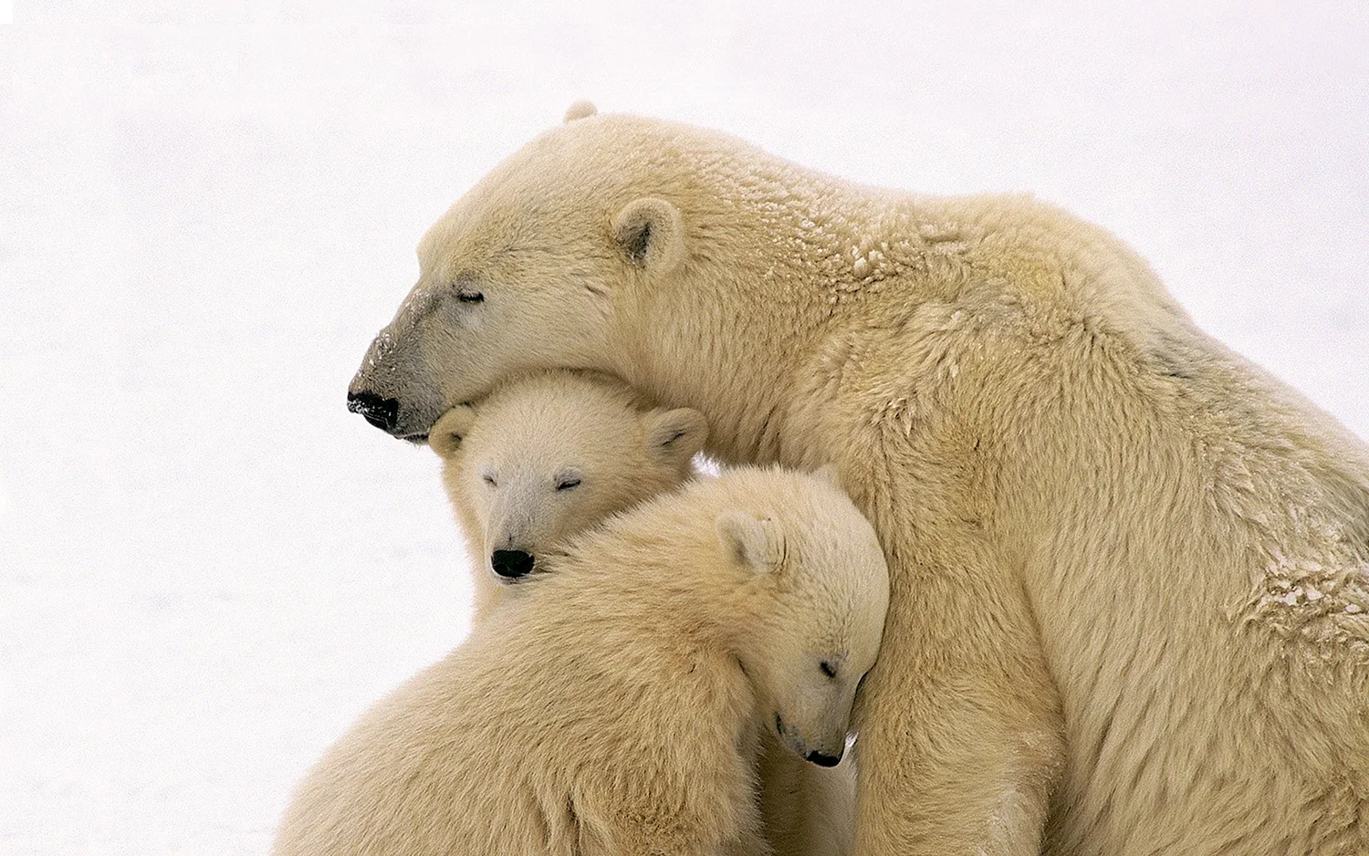 Семья белый медведь медведь Медведица Медвежонок