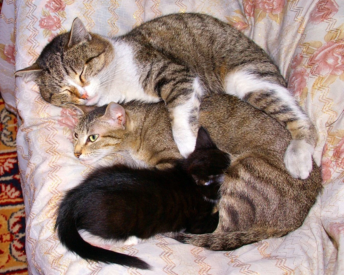 Семья котиков