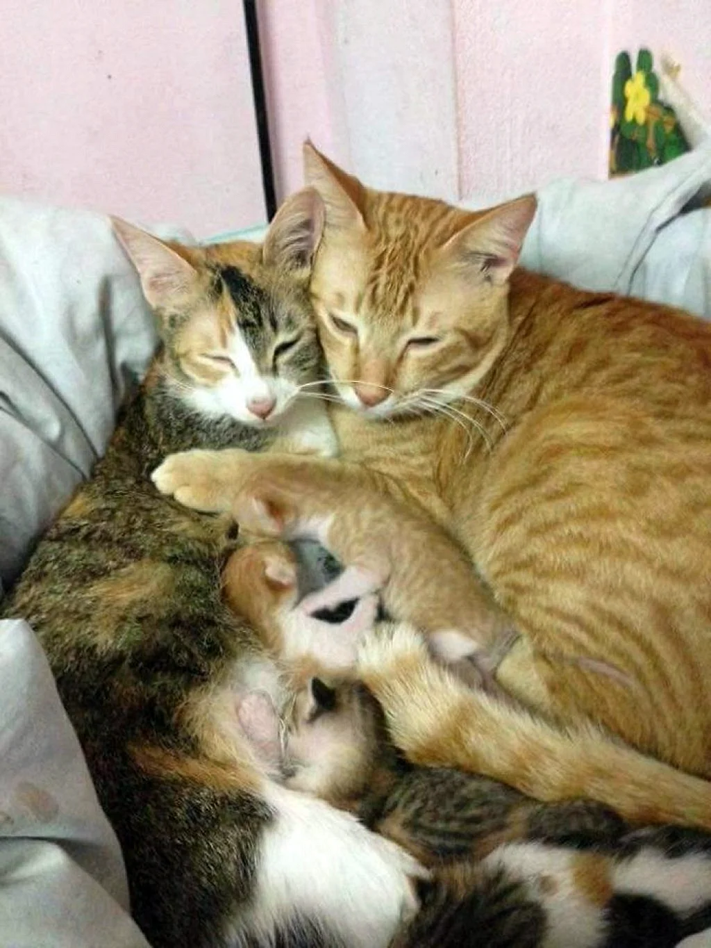 Семья котов
