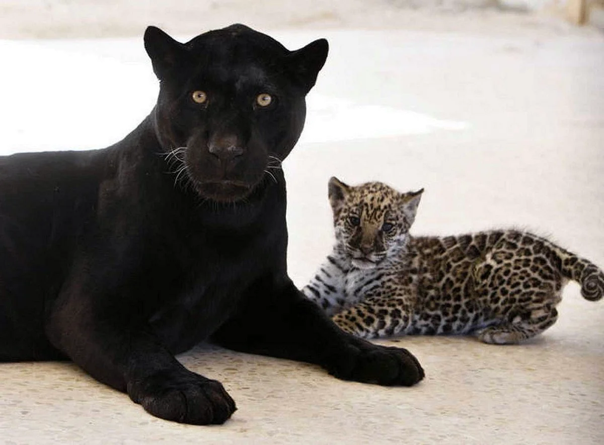 Семья леопард пантера