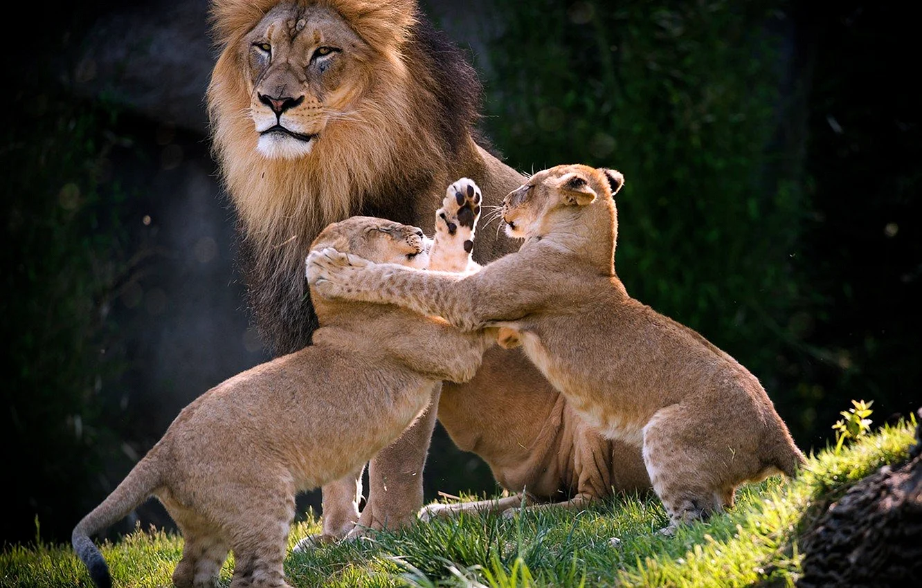 Семья Львов с львятами