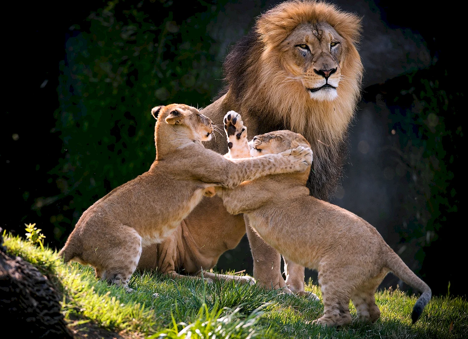 Семья Львов с львятами