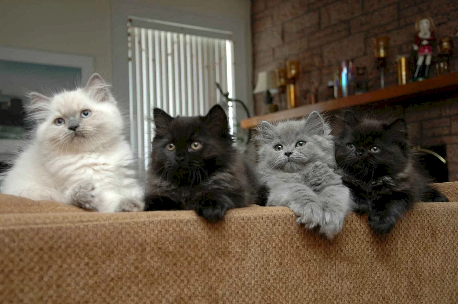 Семья персидских кошек