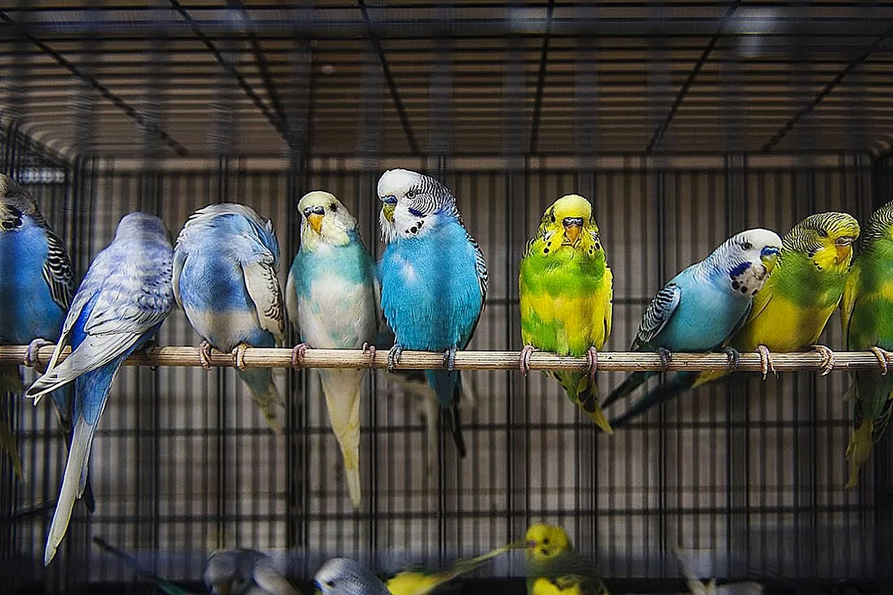 Семья попугаев волнистых