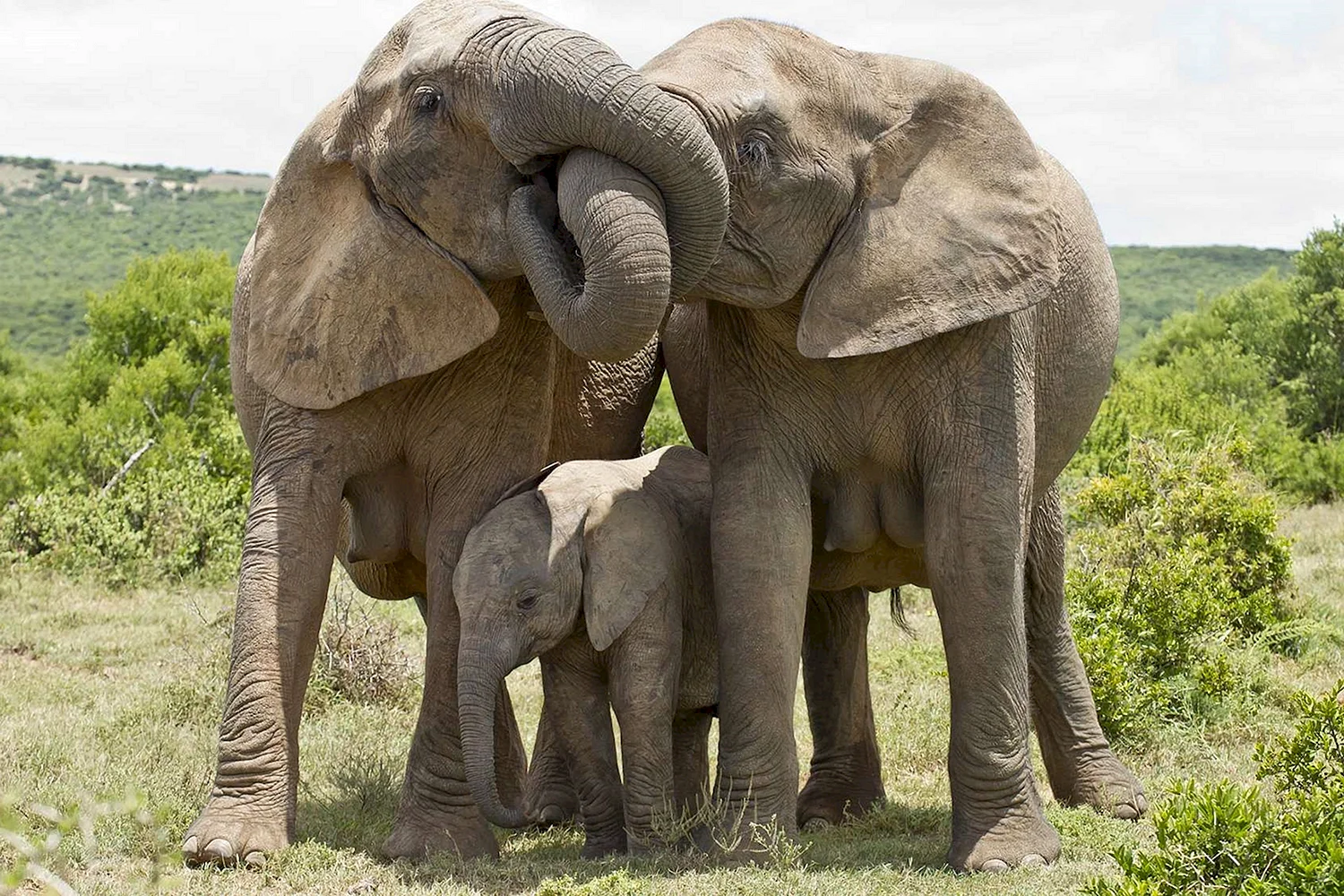 Семья слонов