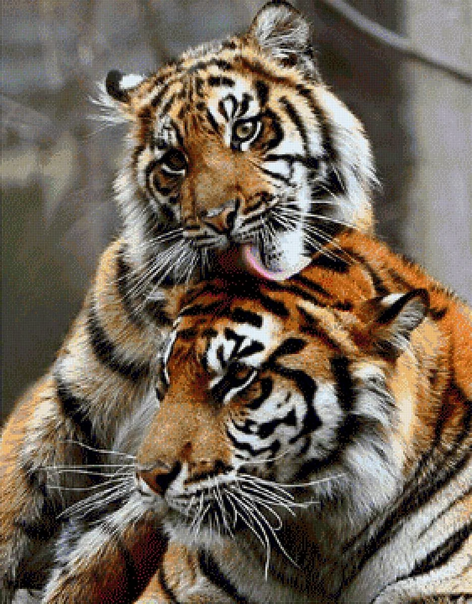 Семья тигров в любви и радости