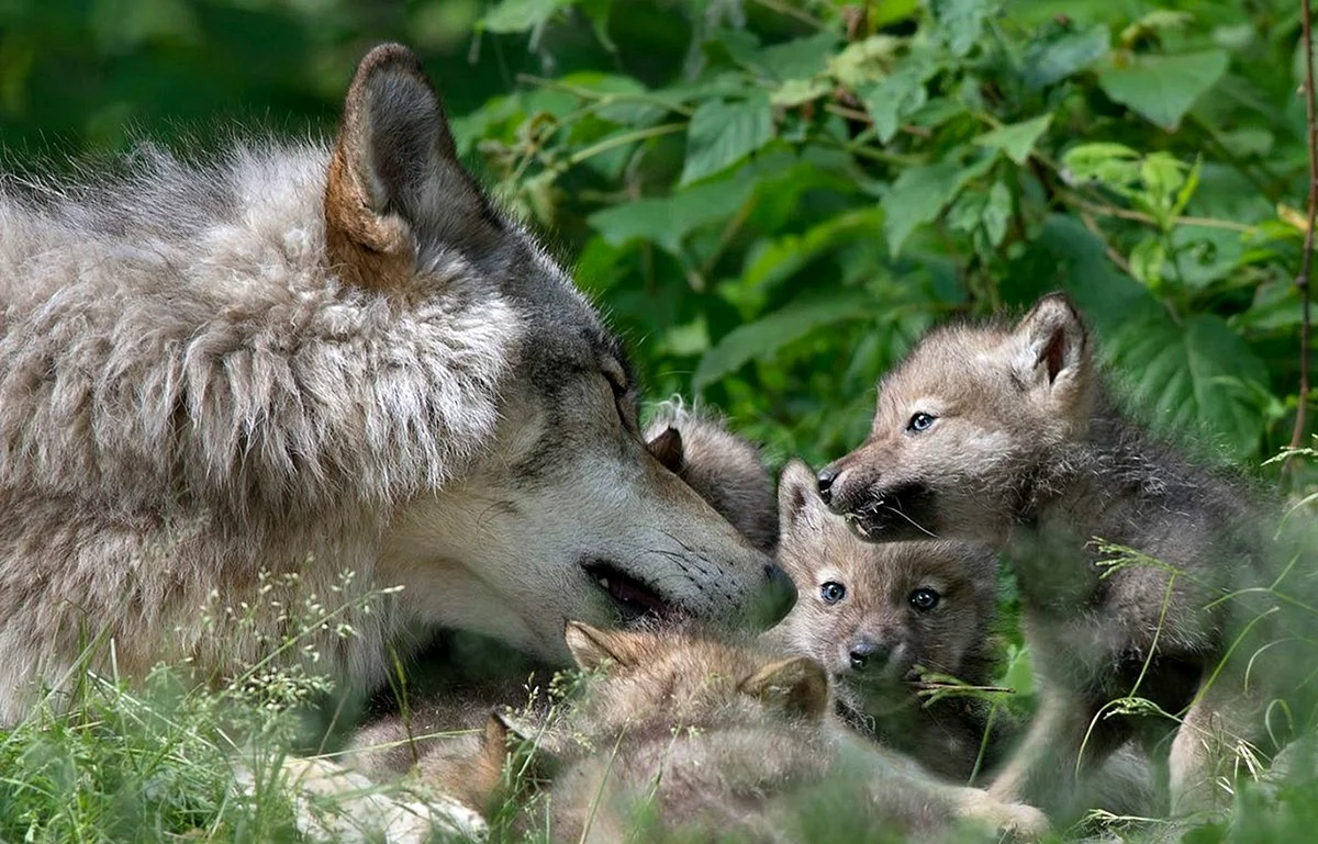 Семья Волков с волчатами