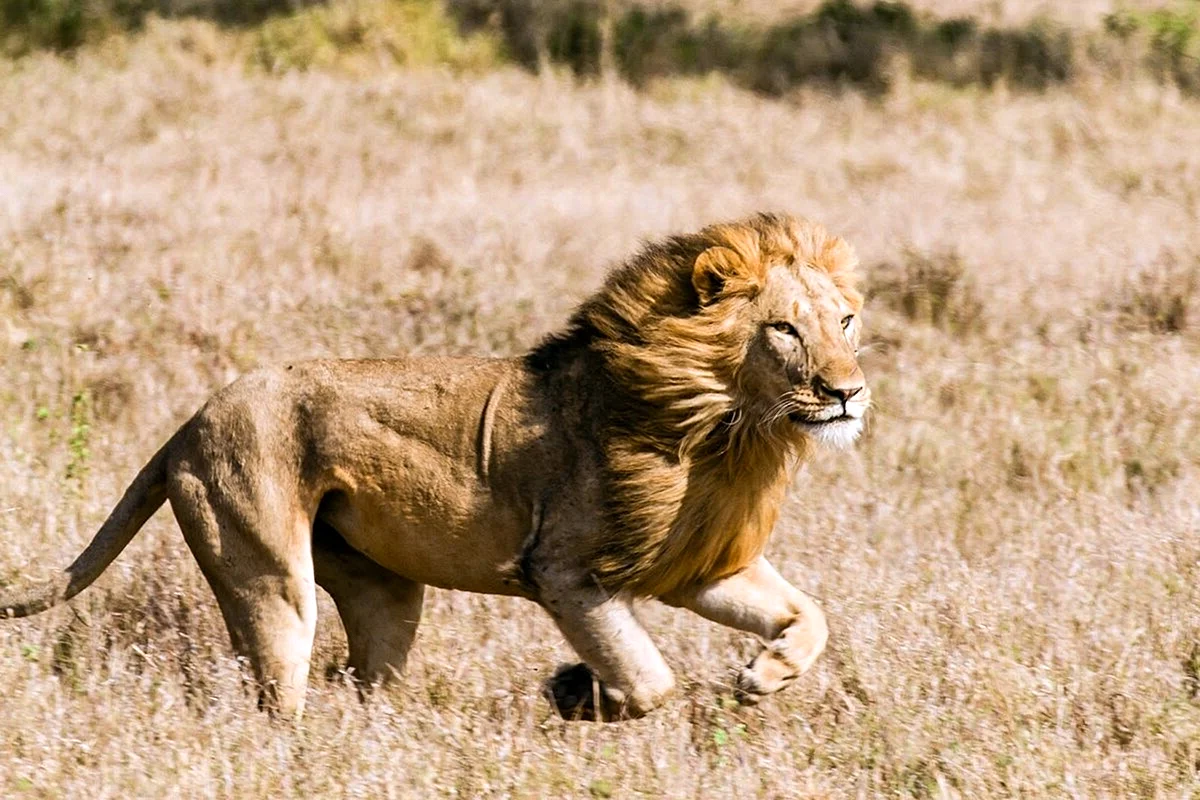 Сенегальский Лев