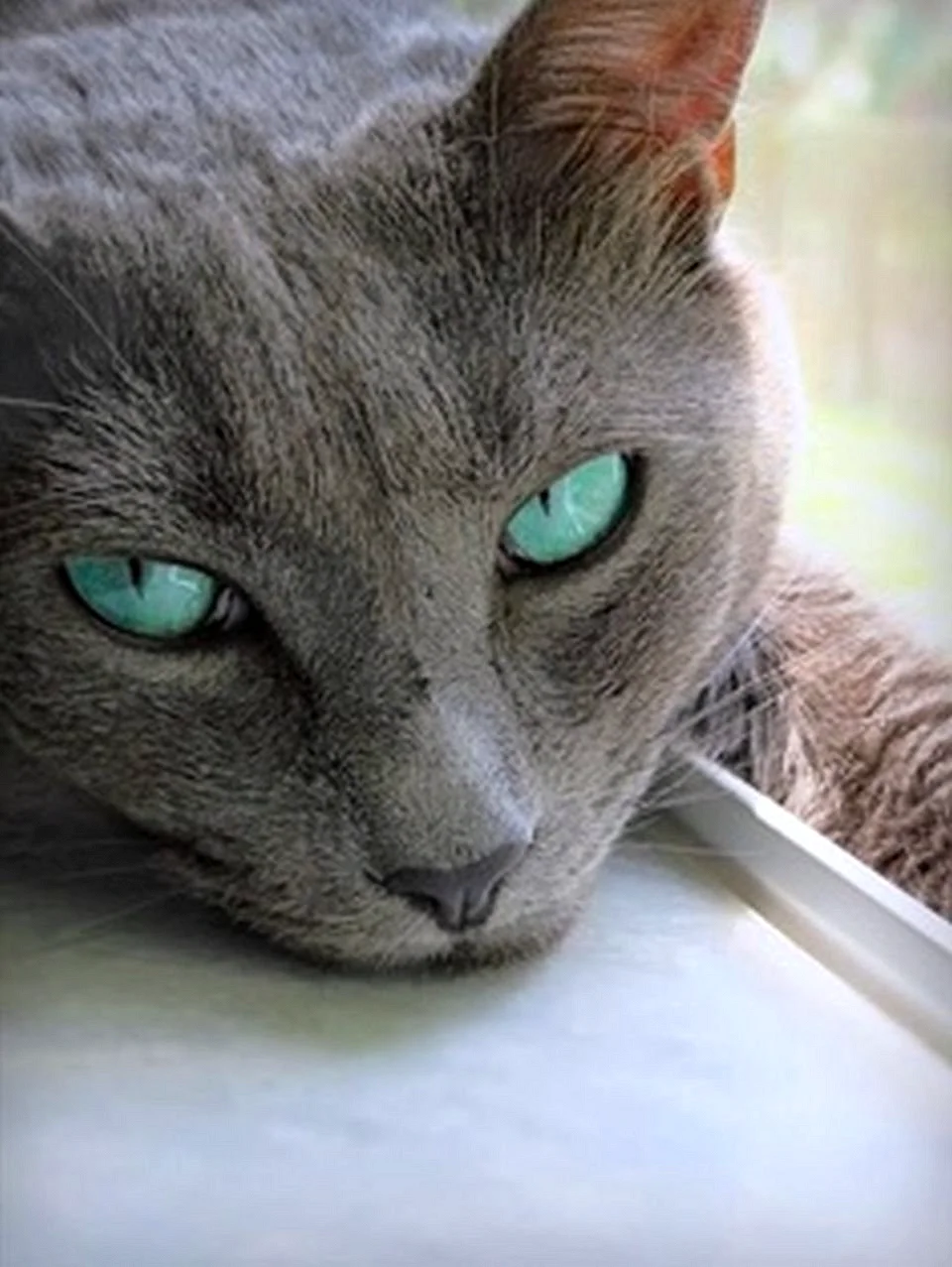 Серая кошка с изумрудными глазами