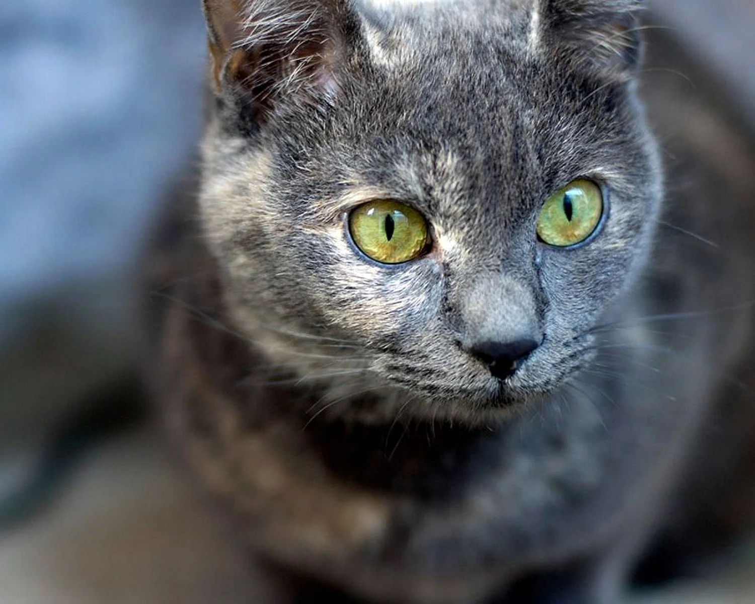 Серая кошка с зелеными глазами