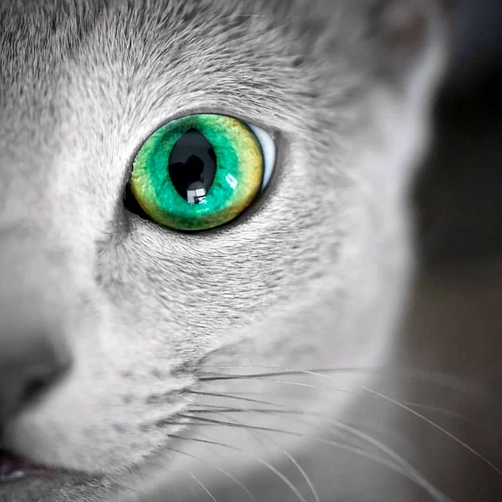 Серая кошка с зелеными глазами
