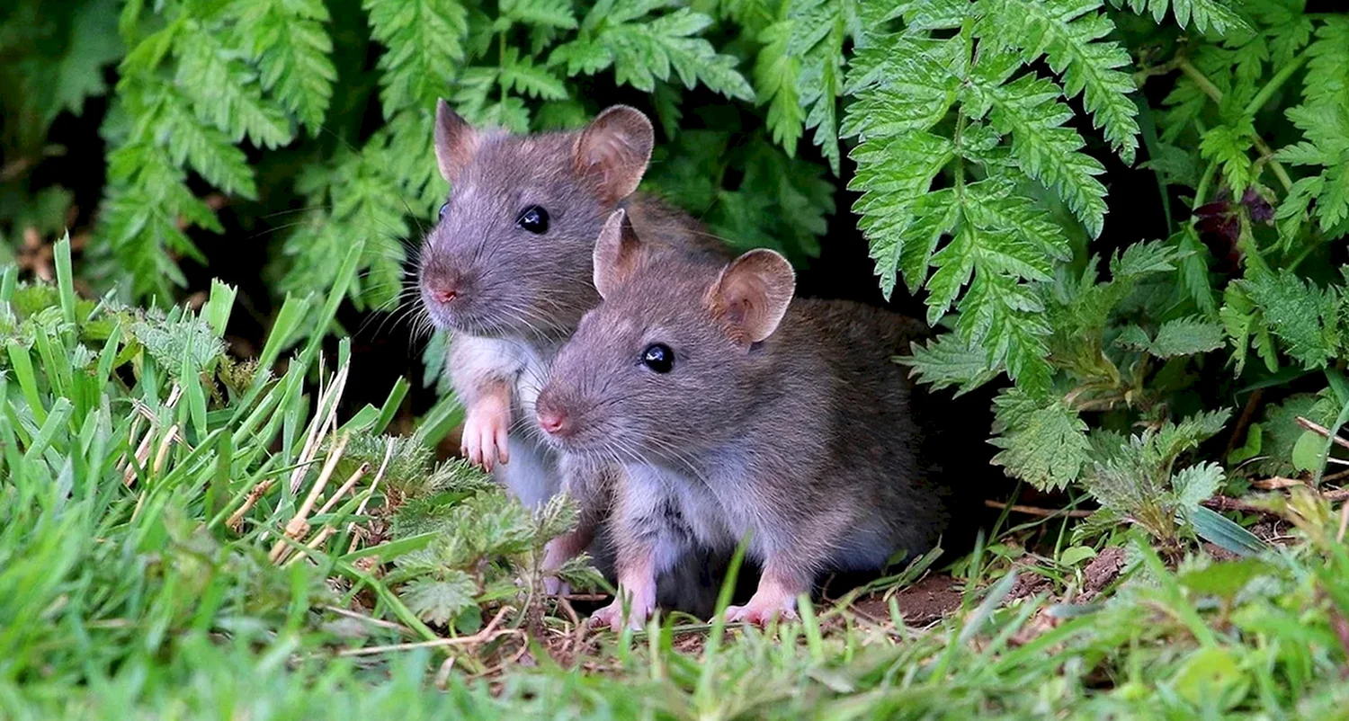 Серая крыса (Пасюк) - Rattus norvegicus.