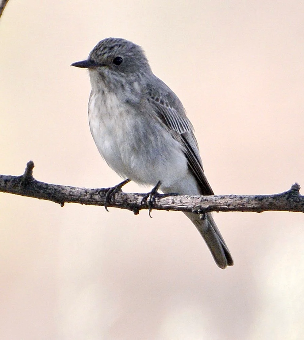 Незаметная серая птичка. Серая мухоловка (Muscicapa striata). Мухоловка серая – Muscicapa striata (Pallas, 1764). Серая мухоловка juvenile. Пепельная мухоловка.