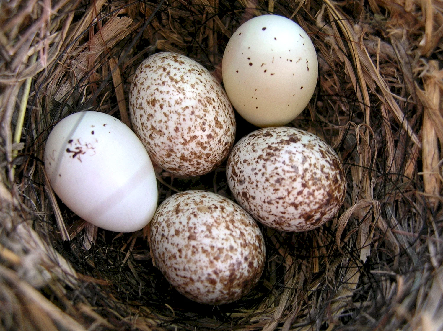 Серая мухоловка яйца в гнезде