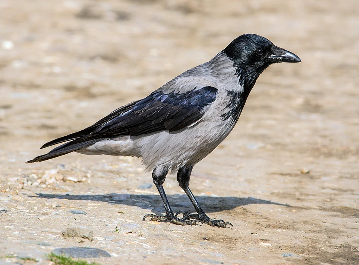 Серая ворона – Corvus cornix