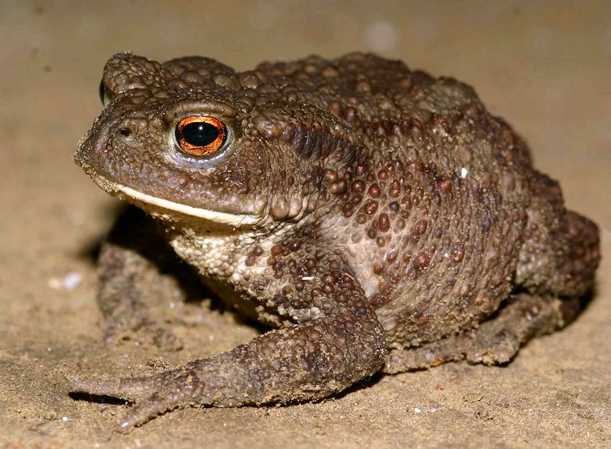 Серая жаба Bufo Bufo