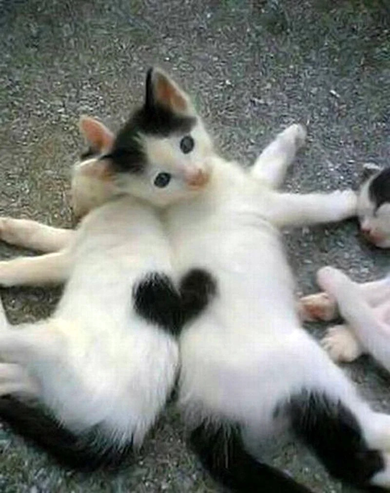 Сердечко из котят