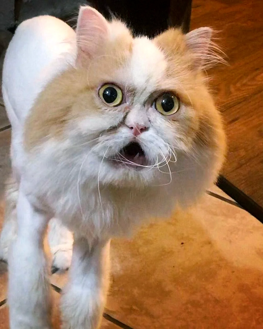 Сердитый кот Луи