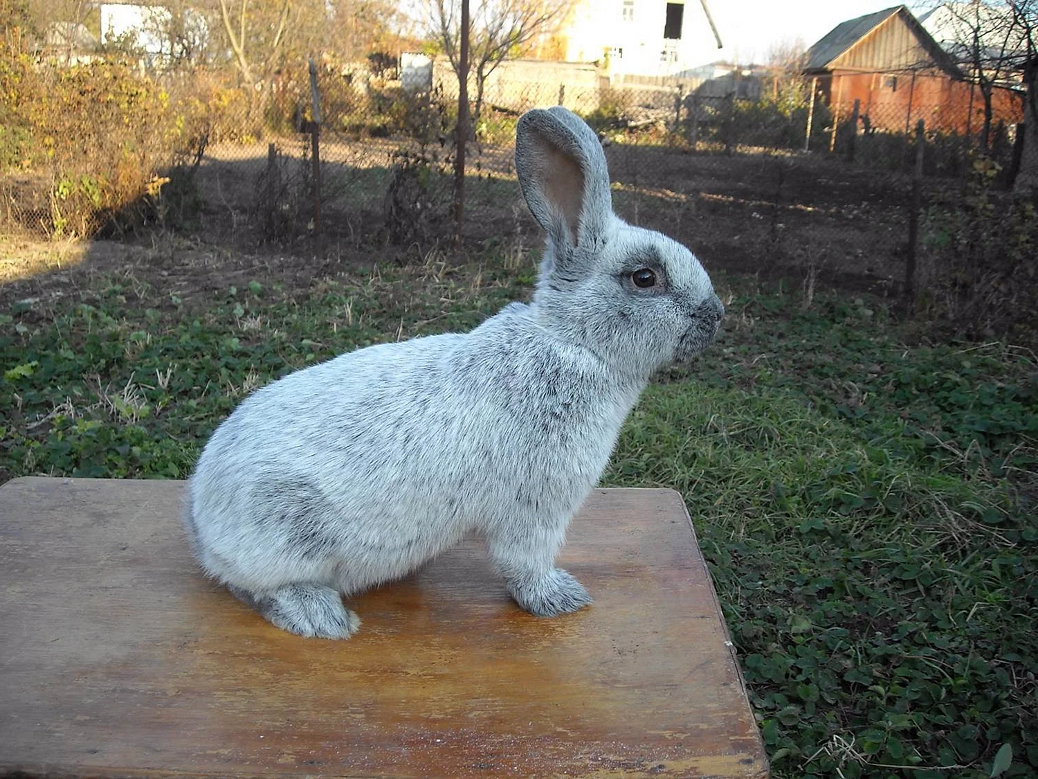 Серебристый кролик кролики