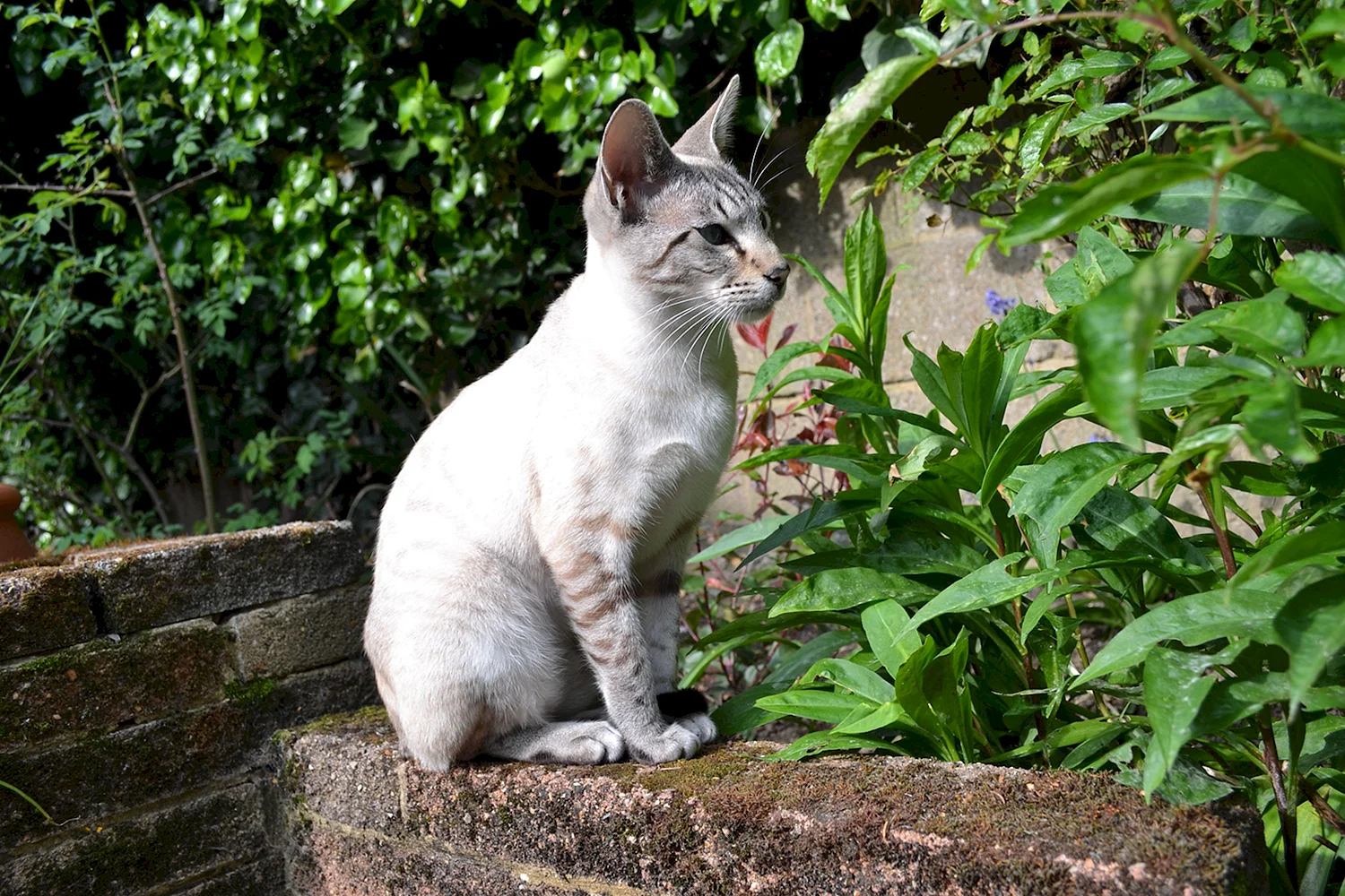 Серенгети белый кот
