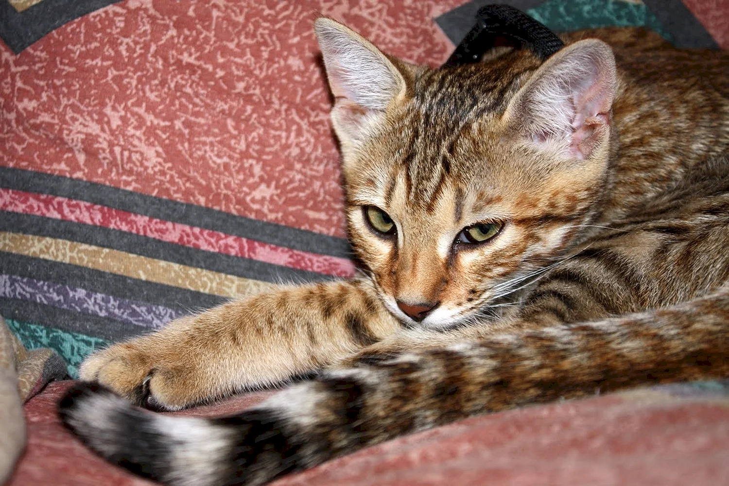 Серенгети кошка полосатая