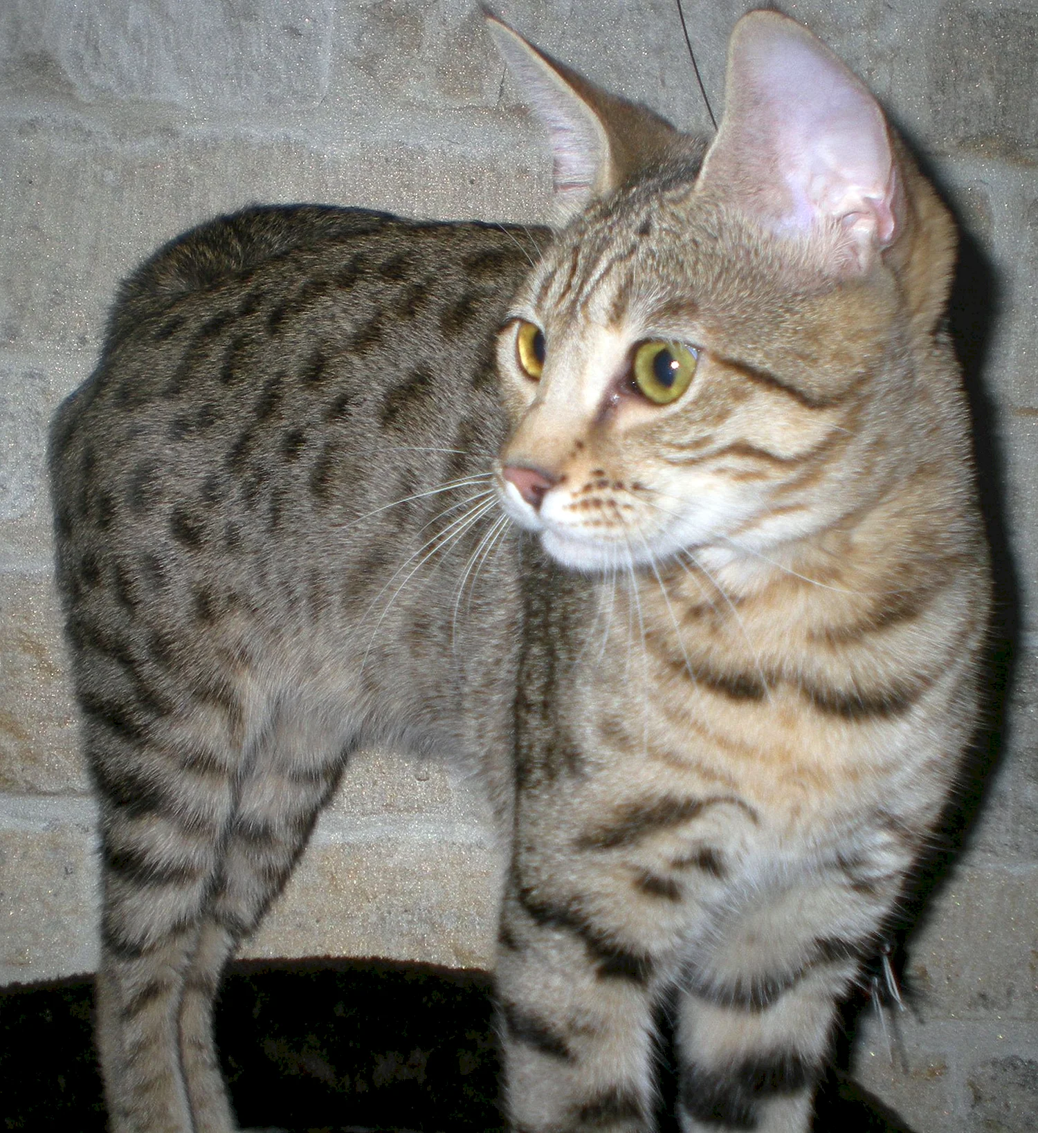 Серенгети (порода кошек)
