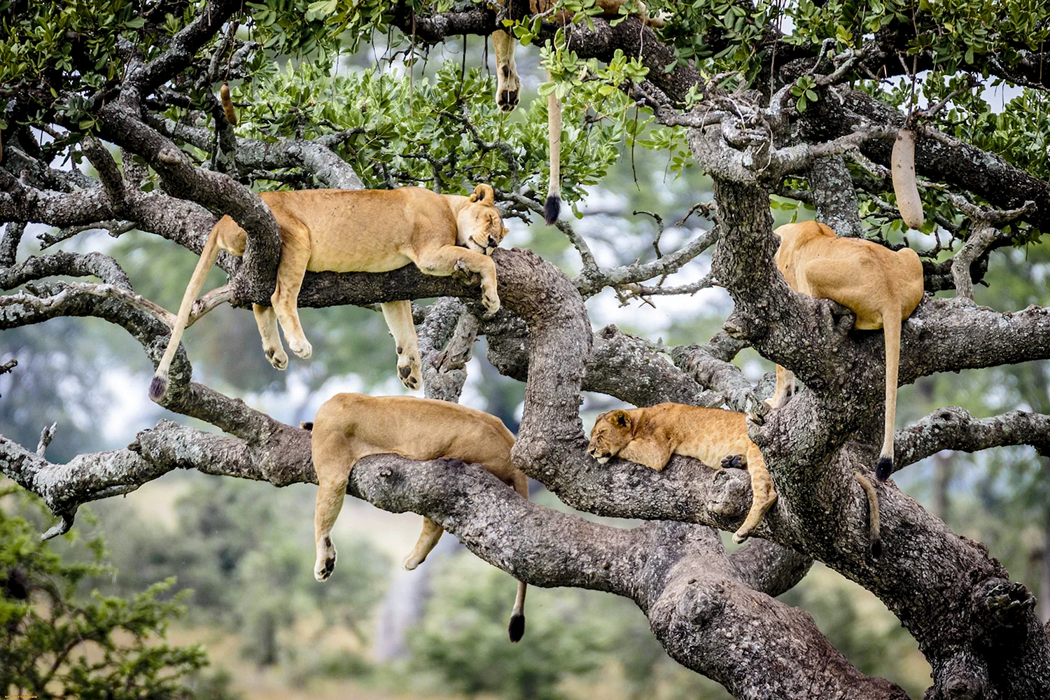 Серенгети Танзания дерево львица