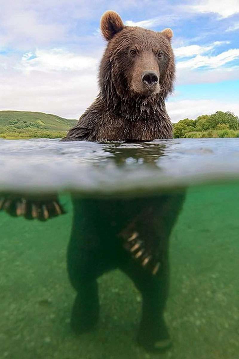 Сергей горшков фотограф медведи