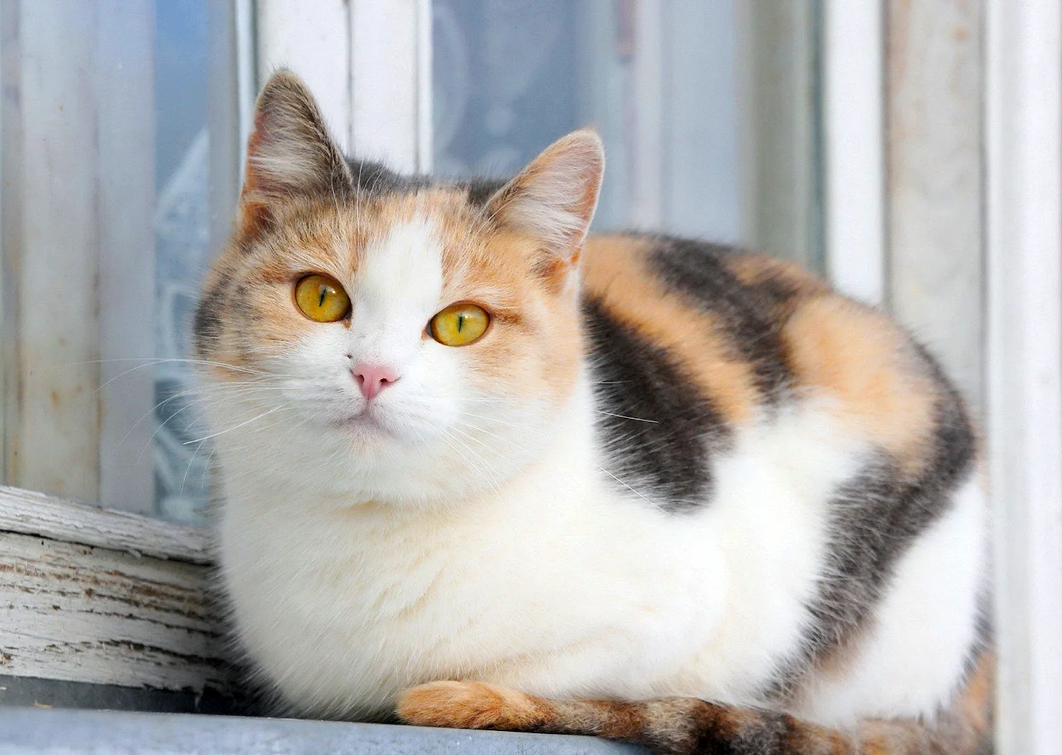 Кошка окрас серо бело рыжий. Европейская короткошерстная кошка трехцветная. Британская трехшерстная кошка. Британская кошка трехцветная. Британская короткошёрстная кошка трехцветная.