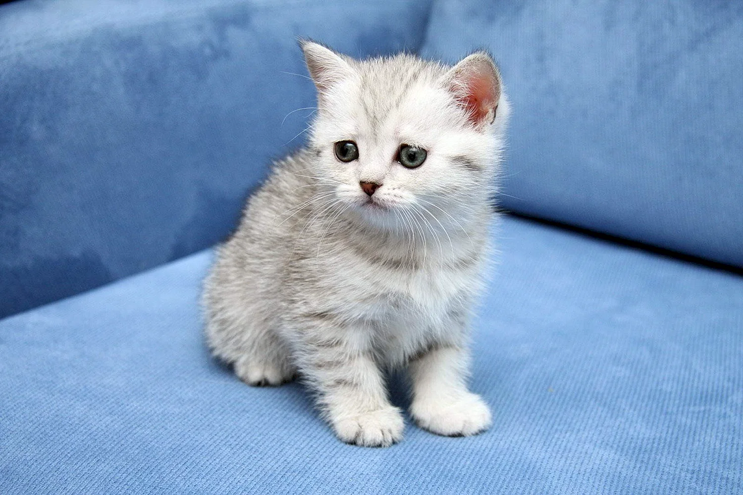 Серо белый британец котенок