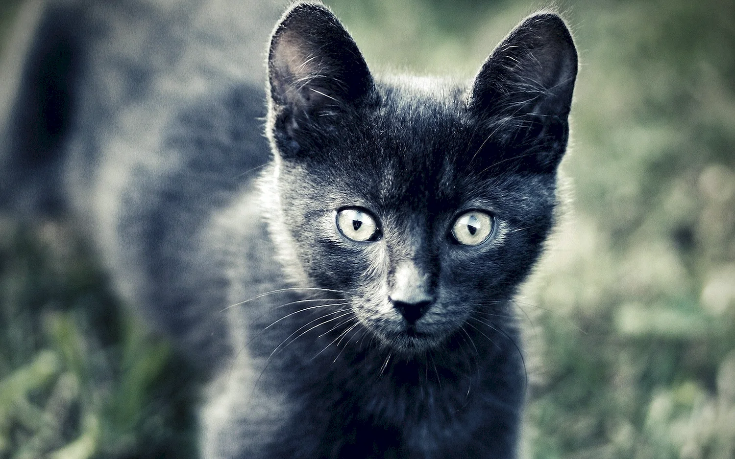 Серо черный кот