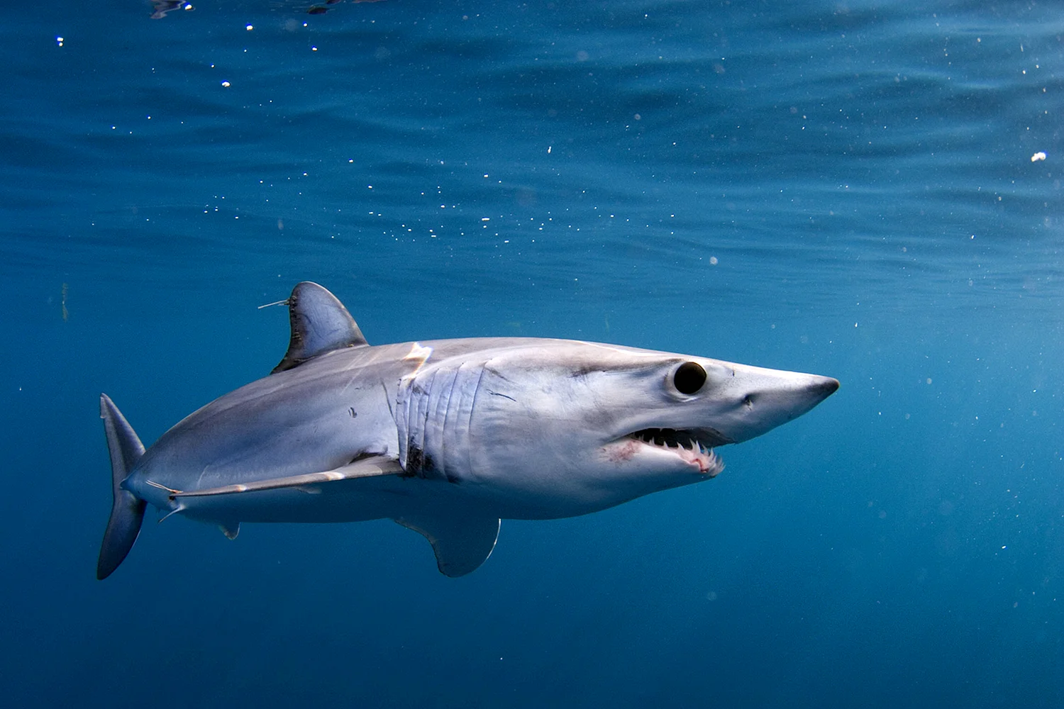 Серо голубая акула мако