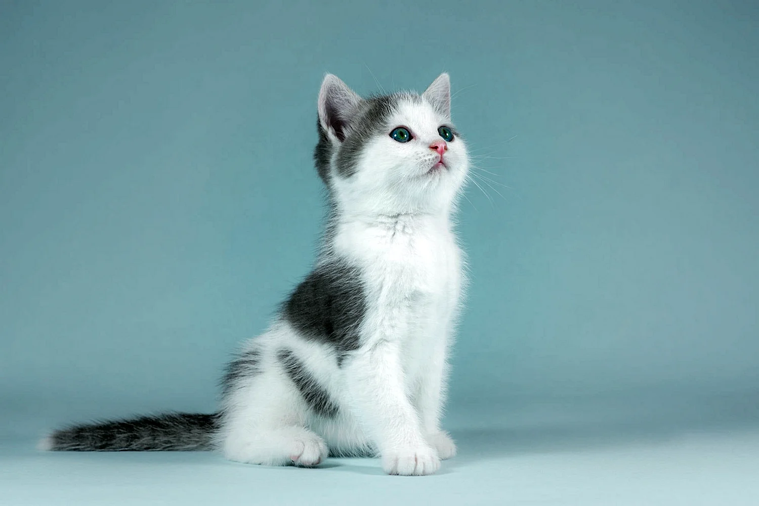Серо-белый котёнок
