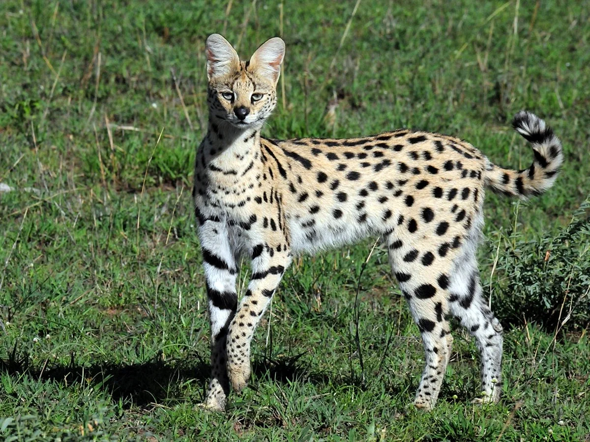 Сервал (Leptailurus Serval),