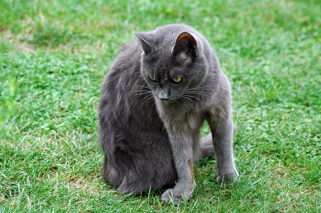 Серый дворовый кот