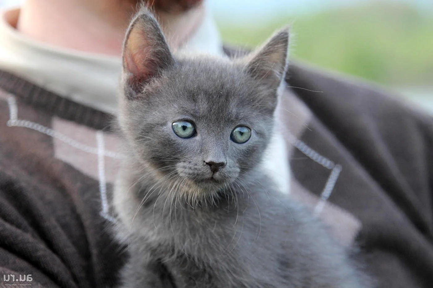Серый дымчатый котенок