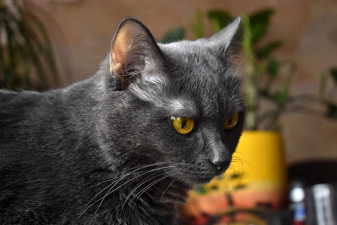 Серый гладкошерстный кот с желтыми глазами