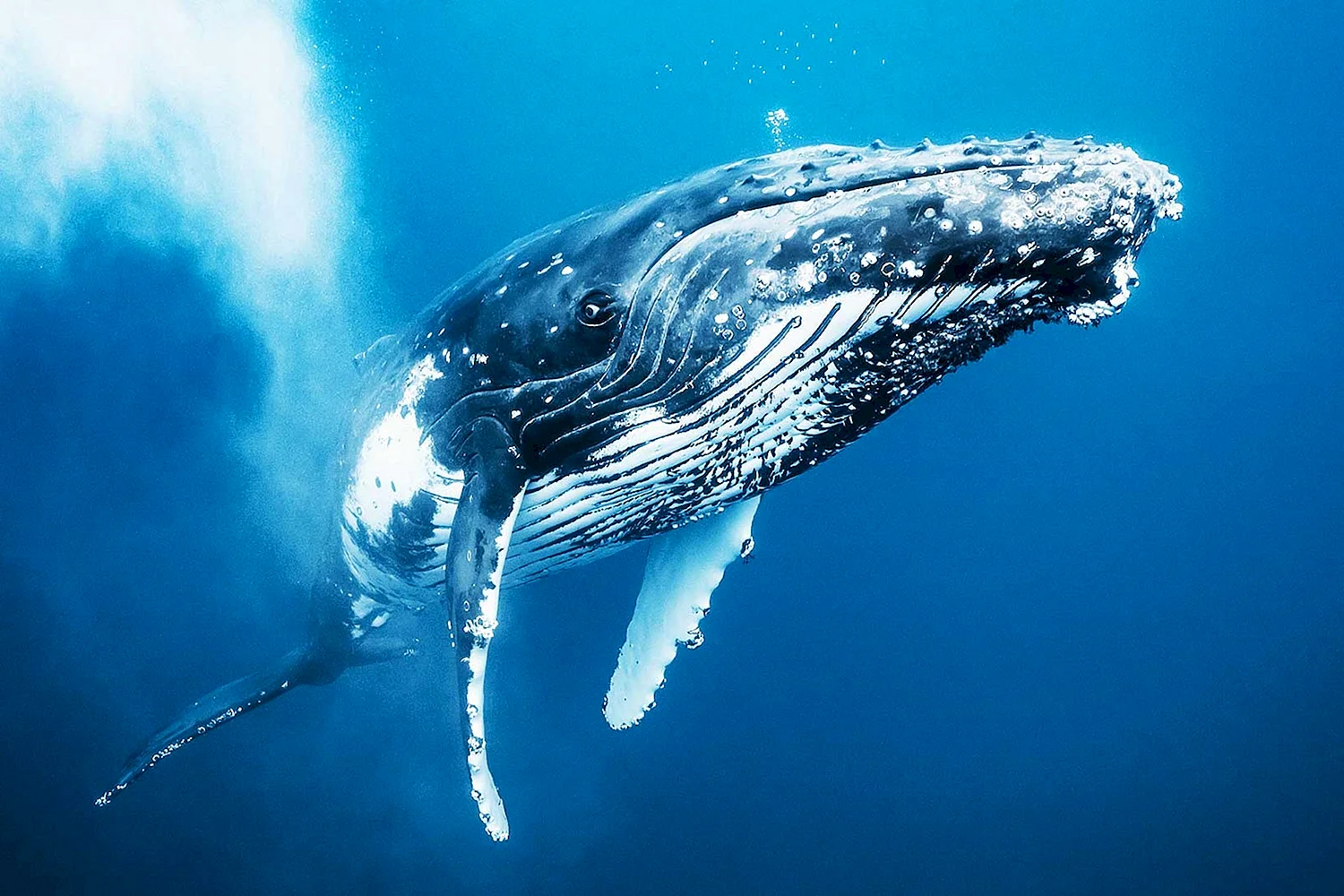 Китообразные горбатый кит