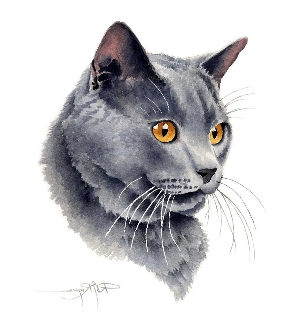 Серый кот акварелью