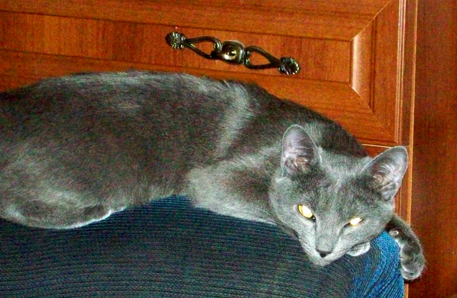 Серый кот дворняга