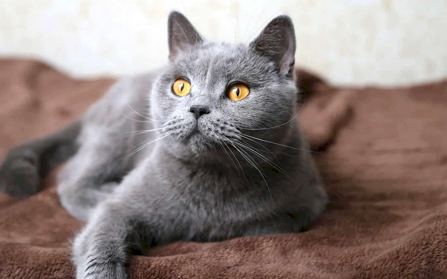 Серый кот порода шартрез