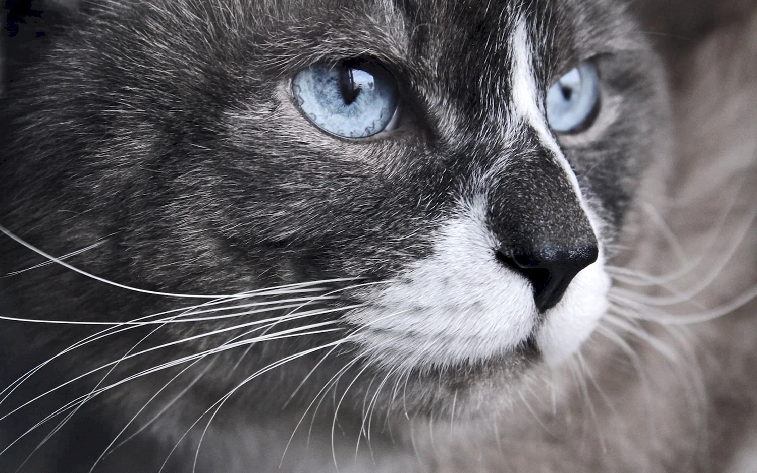 Серый кот с голубыми глазами