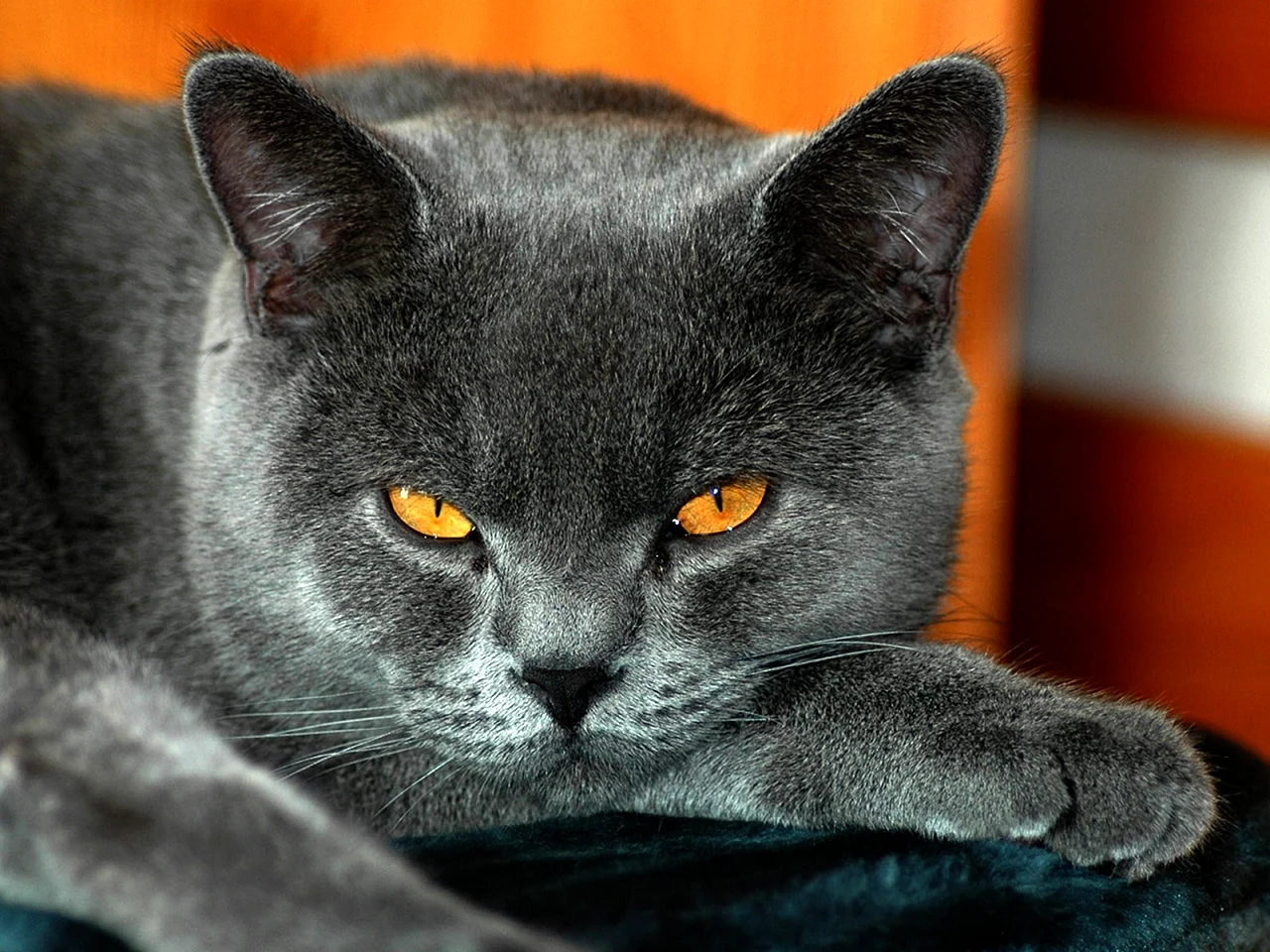 Серый кот с оранжевыми глазами